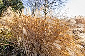 Evergreen Silver GrassMiscanthus sinensis