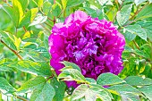 Ancient Tree peony (Paeonia suffruticosa) George Paul, Breeder : Seneclauze (FRA) 1886