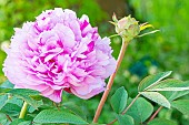 Tree peony (Paeonia suffruticosa) Duchesse de Morny Breeder : Dessert (FRA) 1905