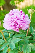 Tree peony (Paeonia suffruticosa) Duchesse de Morny Breeder : Dessert (FRA) 1905