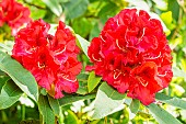 Rhododendron Wilgens Ruby