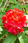 Rhododendron Wilgens Ruby