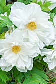 Japanese Tree peony (Paeonia suffruticosa) Renkaku