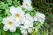Japanese Tree peony (Paeonia suffruticosa) Renkaku