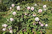 Tree Peony (Paeonia suffruticos)a Carnea Plena Breeder : Mount 1825