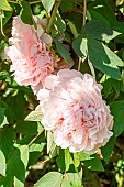 Tree Peony Paeonia suffruticosa Carnea Plena, Breeder : Mount 1825