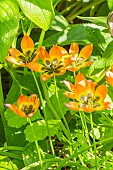 Botanical tulip (Tulipa hageri aucheriana) Little Princess