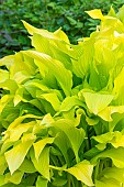 Hosta Chiquita