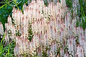 Tiarella Pink Sky Rocket