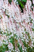 Tiarella Pink Sky Rocket