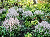 Foam Flower Tiarella Pink Sky Rocket, Fern, Giant rhubarb (Gunnera manicata), Parc Floral de Vincennes, Paris, France