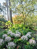Foam Flower Tiarella Pink Sky Rocket, Fern, Giant rhubarb (Gunnera manicata), Parc Floral de Vincennes, Paris, France