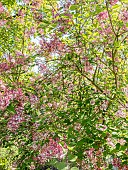Littleleaf Lilac (Syringa microphylla) Superba