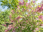 Littleleaf Lilac (Syringa microphylla) Superba