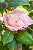 Japanese Camellia (Camellia japonica) Elsie Ruth Marshall (USA) 1962