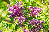 Nodding Lilac (Syringa komarowii subsp. reflexa)
