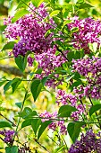 Nodding Lilac (Syringa komarowii subsp. reflexa)