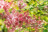 Littleleaf Lilac (Syringa microphylla) Superba