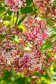 Littleleaf Lilac (Syringa microphylla) Superba