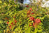 Sacred bamboo (Nandina domestica) Richmond