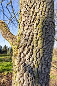 Chinese Persimmon (Diospyros kaki) bark