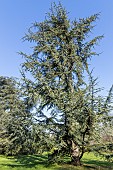 Cedar of Lebanon (Cedrus libani)