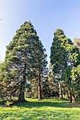 Giant sequoia (Sequoiadendron giganteum)