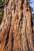 Giant sequoia (Sequoiadendron giganteum) bark