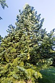 Colorado Fir (Abies concolor) Violacea