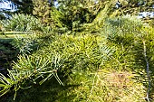 Colorado Fir (Abies concolor) Violacea