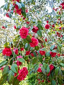 Japanese Camellia (Camellia japonica) Aarons Ruby USA 1958