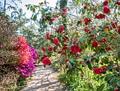 Japanese Camellia (Camellia japonica) Aarons Ruby, Azalea Hatsugiri, Parc floral Vincennes, Paris, France