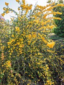 Mrs. Wilsons barberry (Berberis wilsoniae) in bloom