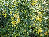 Gagnepains barberry (Berberis gagnepainii)