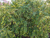 Gagnepains barberry (Berberis gagnepainii) in bloom