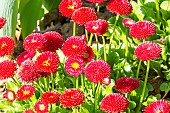 Lawndaisy (Bellis perennis) Tapis Rouge
