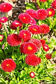 Lawndaisy (Bellis perennis) Tapis Rouge