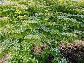 Japanese snowball (Viburnum plicatum tomentosum) Shasta in bloom