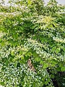 Japanese snowball (Viburnum plicatum tomentosum) Shasta in bloom