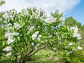 Common lilac (Syringa vulgaris) Vestale in bloom