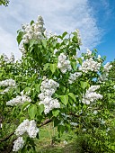 Common lilac (Syringa vulgaris) Vestale in bloom