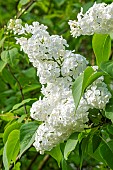 Common lilac (Syringa vulgaris) Vestale, flowers
