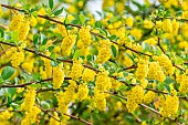 James barberry (Berberis jamesiana)