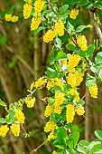 James barberry (Berberis jamesiana)