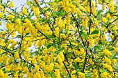 James barberry (Berberis jamesiana)
