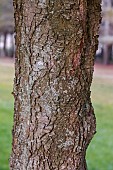 Trunk of Holm oak (Quercus ilex), Aude, France