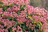 Flower buds and evergreen leaves of a Laurustine (Viburnum tinus) in february, Vaucluse, France