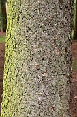 Greek fir (Abies cephalonica) trunk