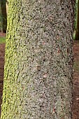 Greek fir (Abies cephalonica) trunk