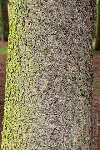 Greek_fir_Abies_cephalonica_trunk